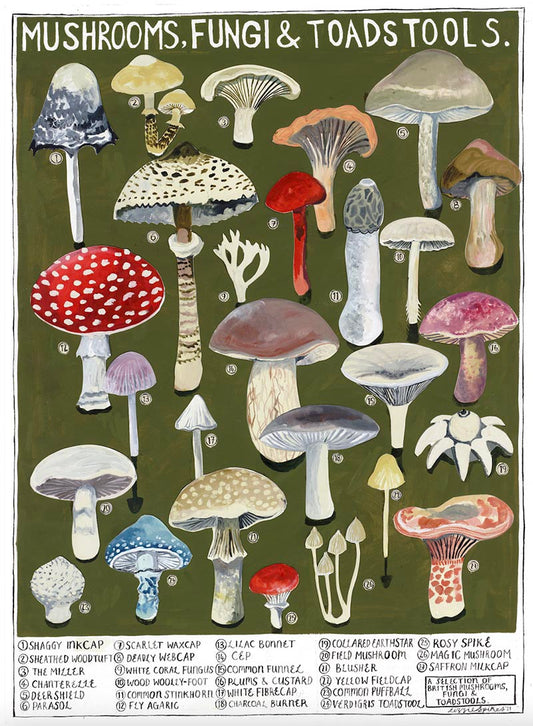 Mushrooms Fine Art Print